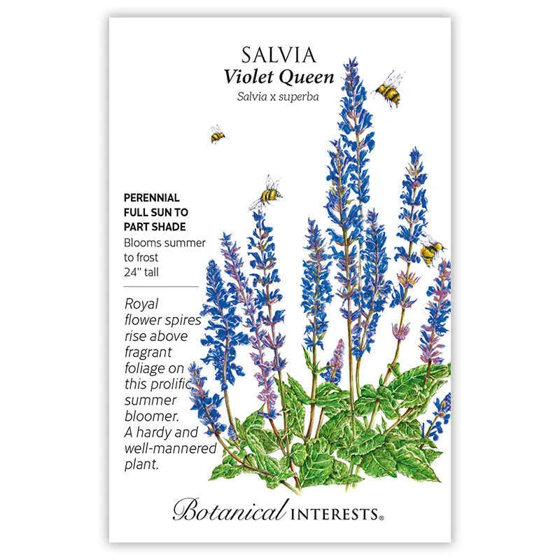 Violet Queen Salvia Seeds