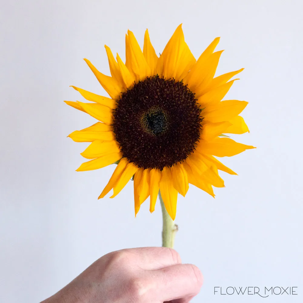 Yellow Sunflower Flowers