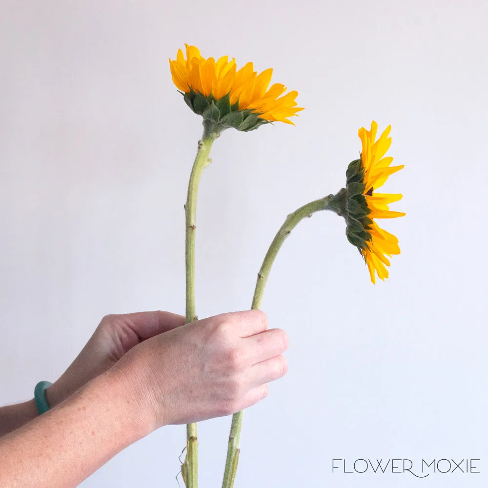 Yellow Sunflower Flowers